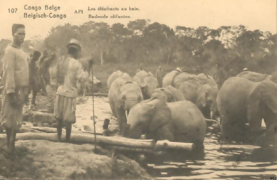107 Api - Les éléphants au bain