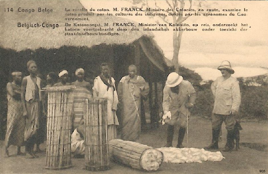 114 La récolte du coton - M. Franck en route à travers la forêt tropicale (Uele) en route examine le coton produit par les cultures des indigè dirigés par les agronomes du Gouvernement.