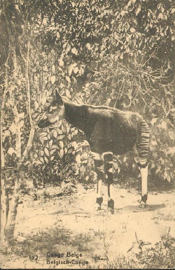 122 Okapi