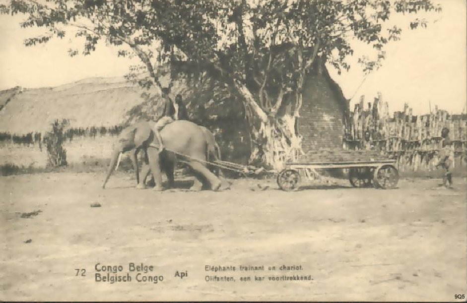 72 Api - Eléphants traînant un chariot